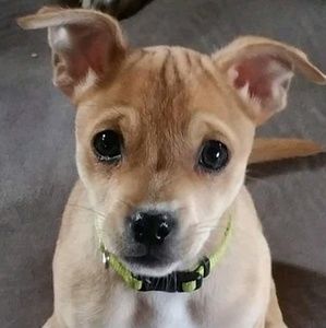 Meet your Posher, Drew